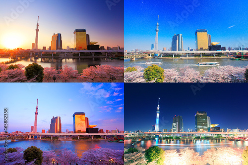隅田公園の桜の林と東京スカイツリーと隅田川の朝昼夕夜景, 台東区,東京都
