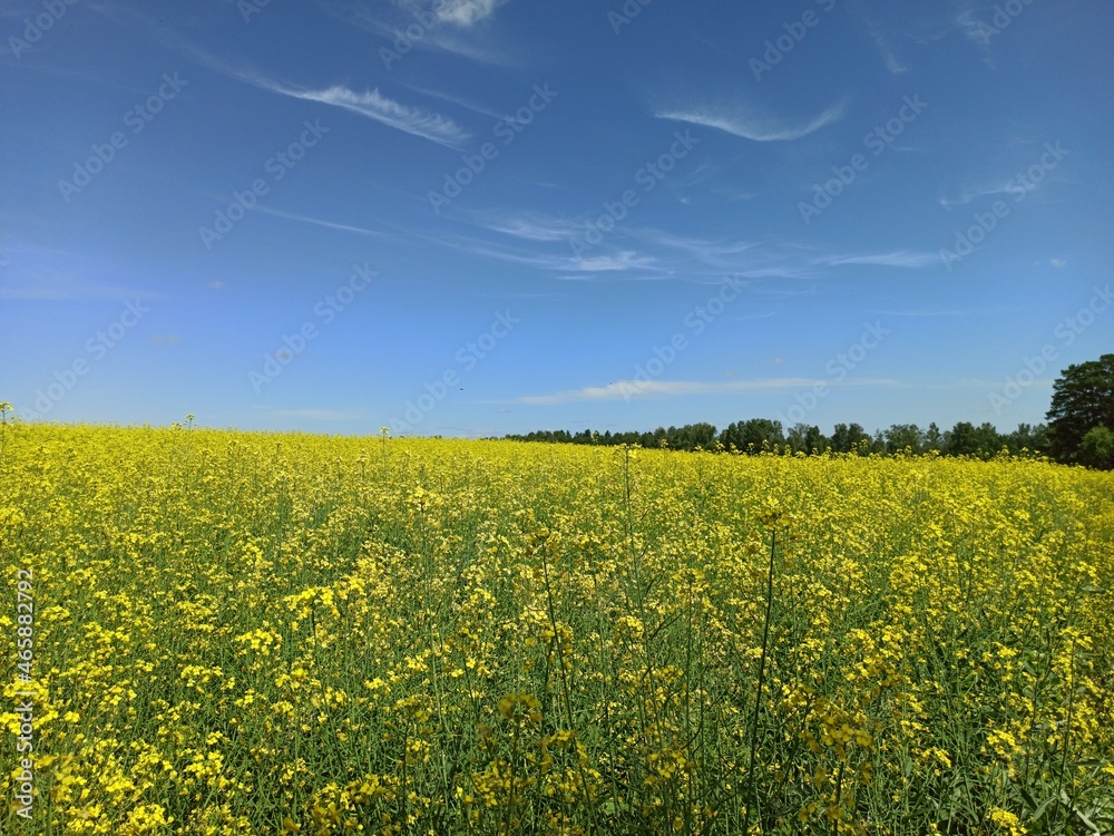 rapeseed field rapeseed field