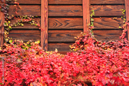 蔦の紅葉と木の壁, 上田市,長野県 photo