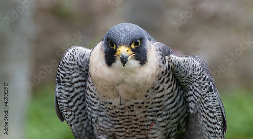 Peregrine Falcon Closeup Portrait