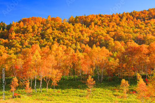 シラカバとダケカンバ林の紅葉, 山ノ内町,下高井郡,長野県 photo