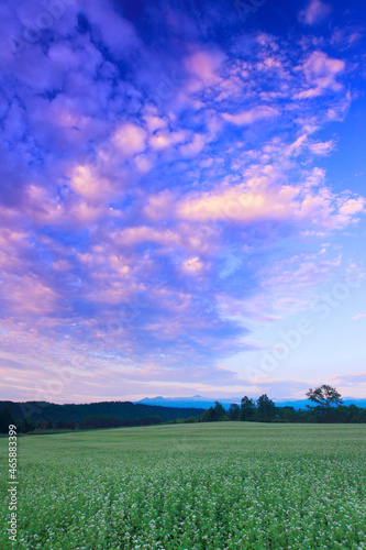 ソバの花畑と夕焼けの雲と大雪山, 美瑛町,上川郡,北海道