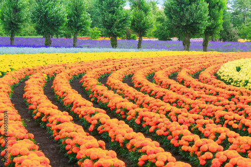 マリーゴールドとラベンダーなどの花畑, 中富良野町,空知郡,北海道