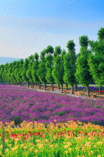 ユリとラベンダーなどの花畑とポプラ並木, 中富良野町,空知郡,北海道