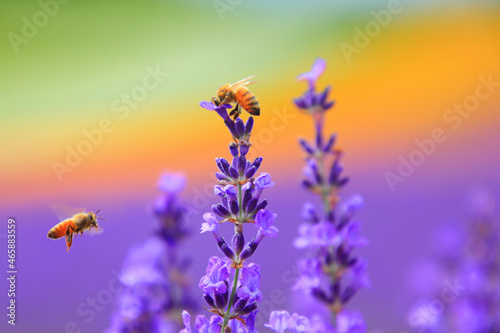 ミツバチのペアとラベンダーの花畑, 中富良野町,空知郡,北海道 photo
