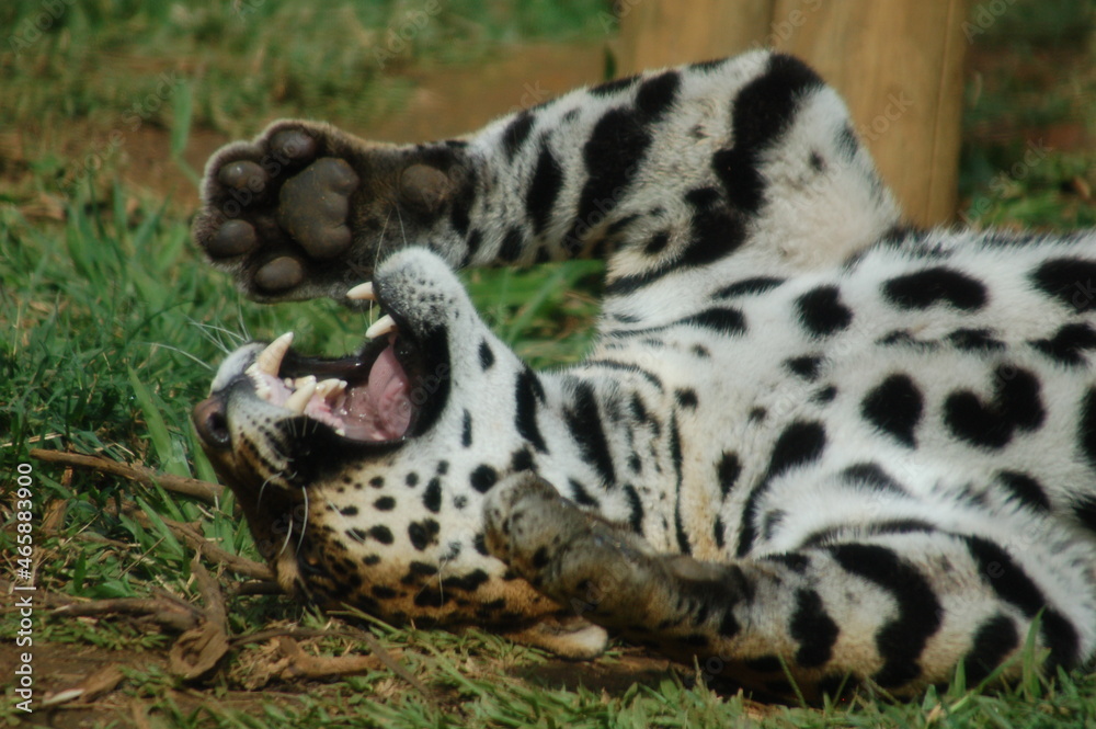 Jaguar - Animal from the tropical forests of South America. Jaguar - Animal from the tropical forests of South America.