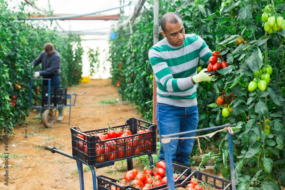 Obraz premium Focused latin american farm worker gathering crop of organic tomatoes cultivar in hothouse. Spring harvest time