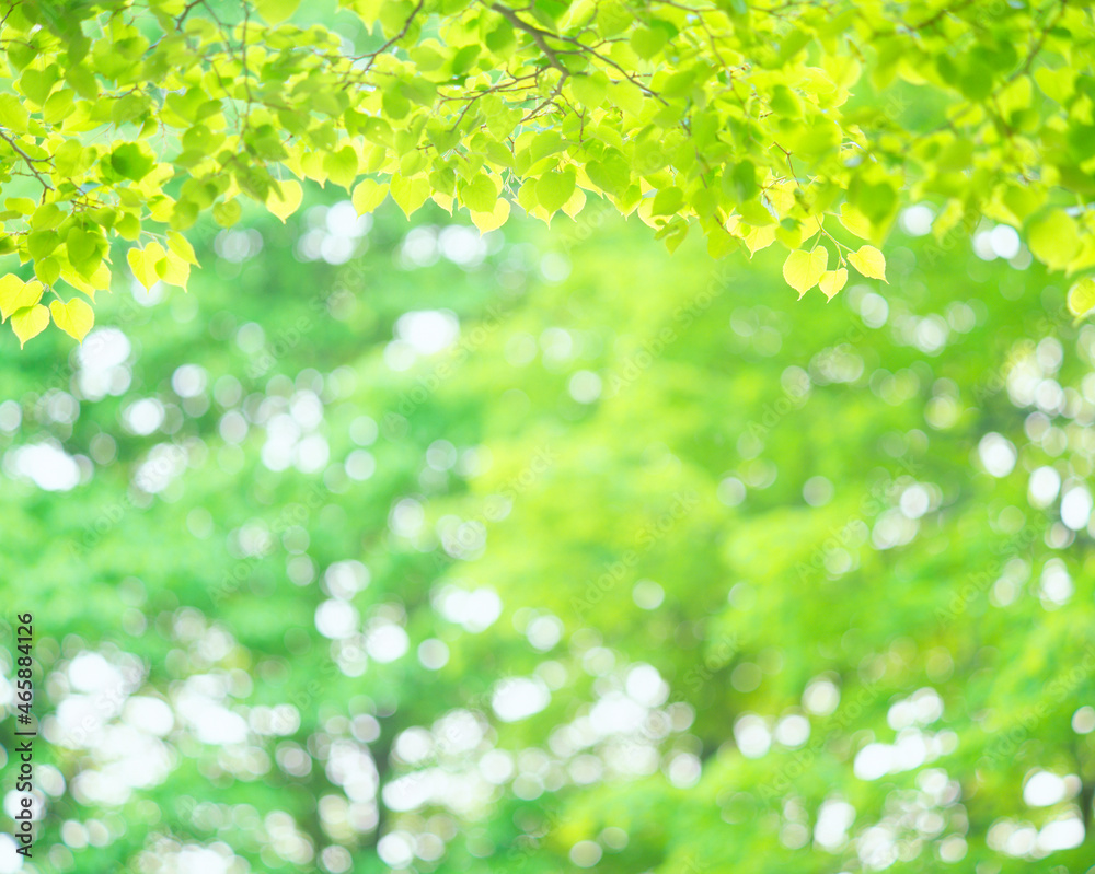 新緑のシナノキの若葉, 青森市,青森県