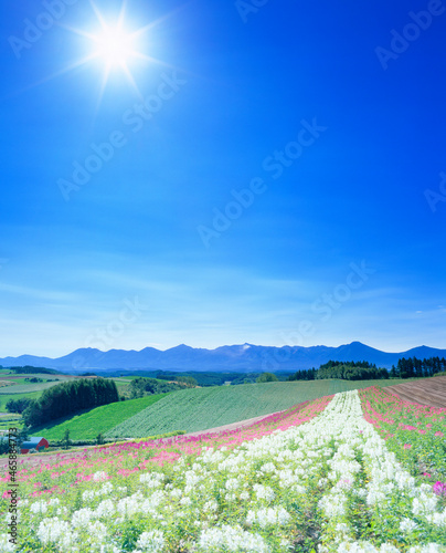クレオメなどの花畑と十勝連峰と太陽, 美瑛町,上川郡,北海道 photo