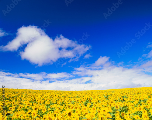 ヒマワリ畑, 美瑛町,上川郡,北海道