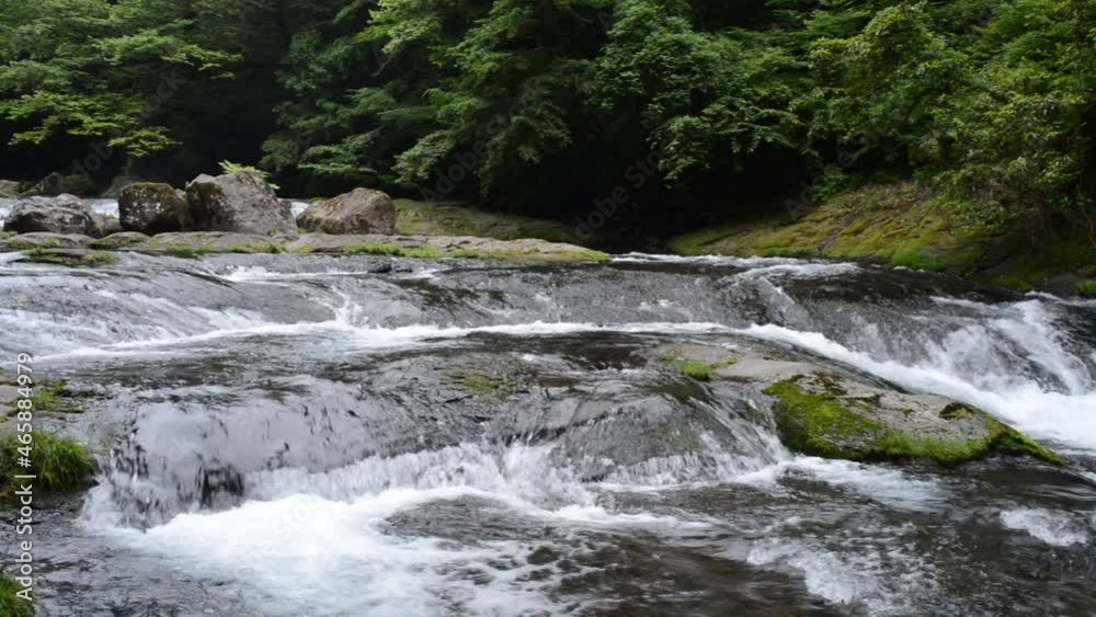 緑の森をバックに浅く広がる菊池川の流れ 緑の森をバックに浅く広がる菊池川の流れ