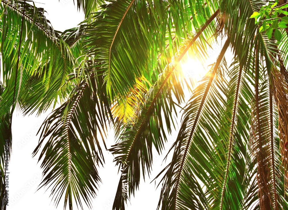 Fototapeta premium The natural palm trees are beautifully lit by the sun.