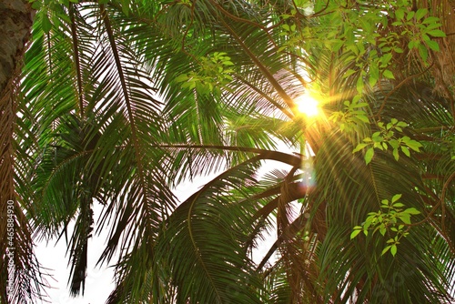 The sun shines brightly on the branches of beautiful natural palm trees.