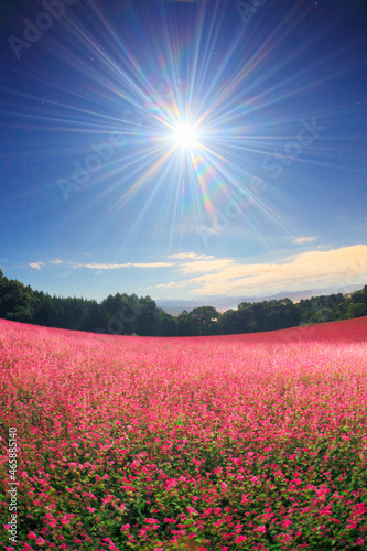 月夜の花咲く赤そば畑のライトアップと仙丈ヶ岳など南アルプス, 箕輪町,上伊那郡,長野県