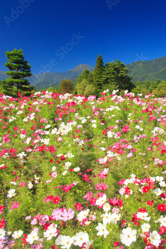 Wallpaper Mural コスモス畑と常念岳, 安曇野市,長野県 Torontodigital.ca