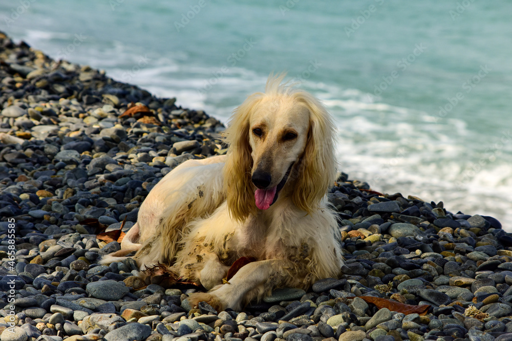 Perro tranquilo en la playa