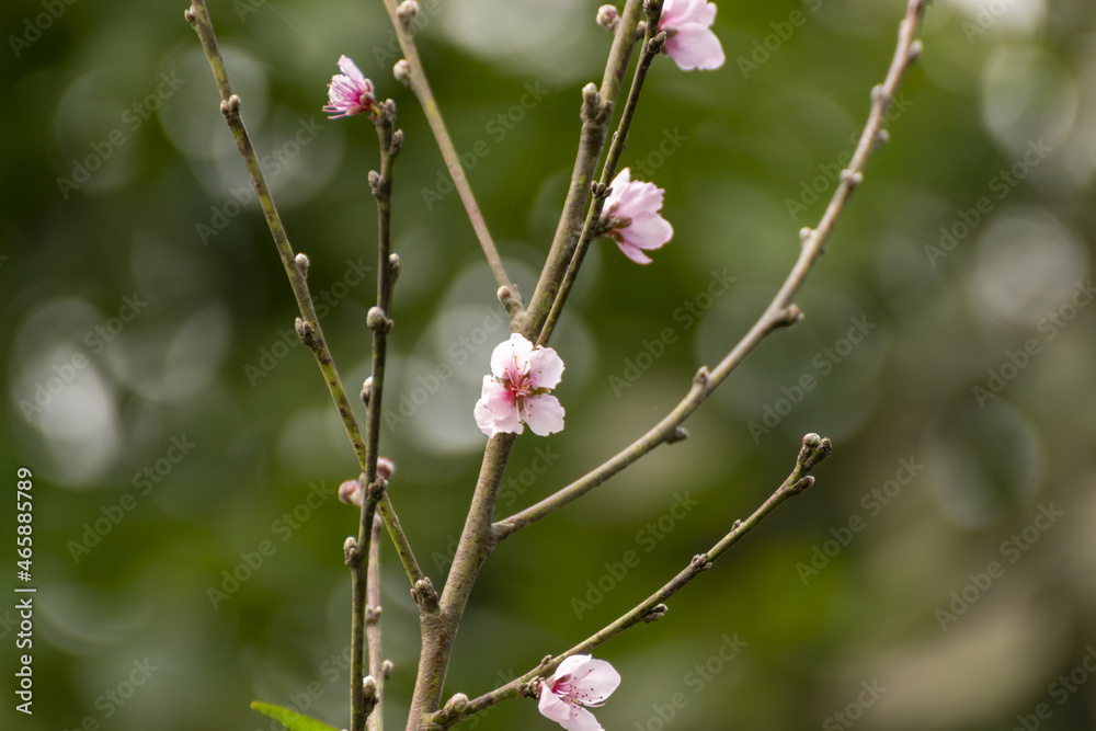 peach blossom