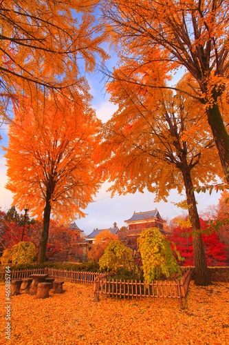 朝の紅葉のイチョウと上田城, 上田市,長野県