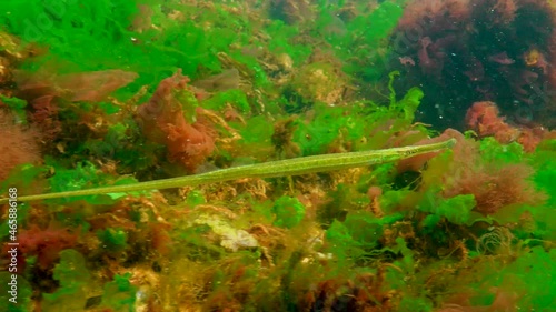 Black Sea, Broad-nosed pipefish (Syngnathus typhle) swims among sea red and green algae photo