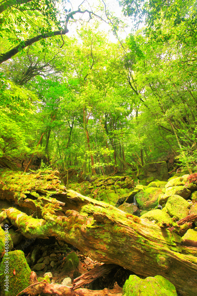 苔むす新緑の原生林, 屋久島町,熊毛郡,鹿児島県