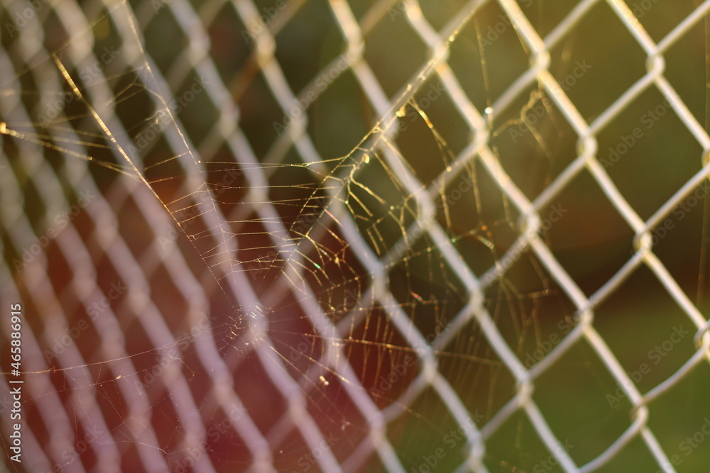 Spider web and wire fence Spider web and wire fence