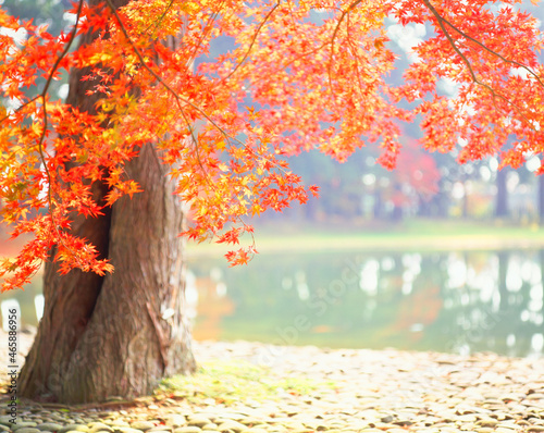 紅葉のモミジと大泉が池, 平泉町,西磐井郡,岩手県 photo