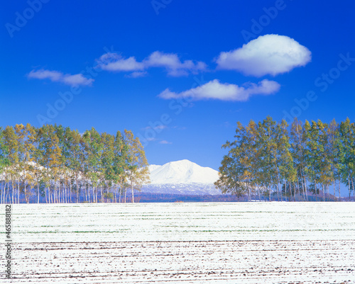 新雪の丘と白樺並木越しの大雪山, 旭川市,北海道