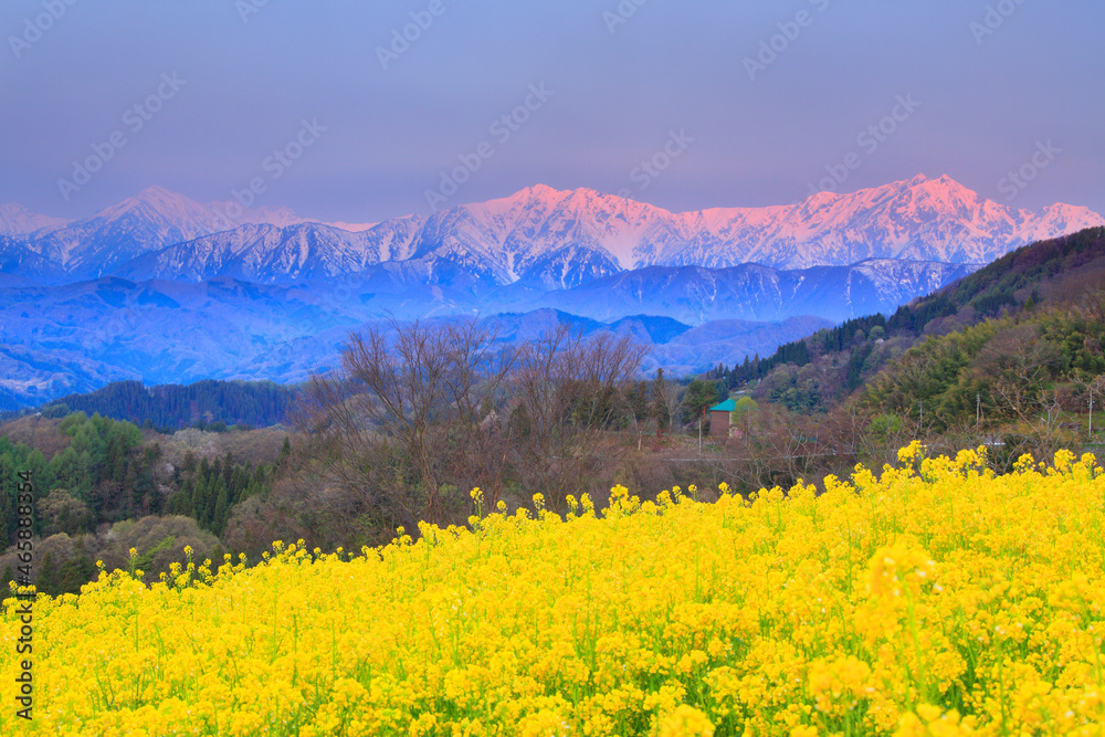 菜の花畑と朝の鹿島槍ヶ岳と爺ヶ岳など北アルプスの山並み, 長野市,長野県