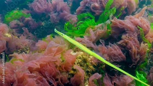 Black Sea, Broad-nosed pipefish (Syngnathus typhle) swims among sea red and green algae photo