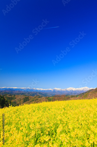 菜の花畑と鹿島槍ヶ岳と爺ヶ岳など北アルプスと飛行機雲, 長野市,長野県