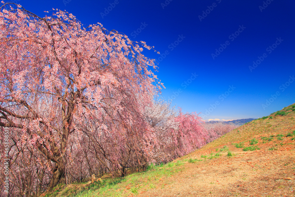 シダレザクラと鹿島槍ヶ岳など北アルプス, 松本市,長野県