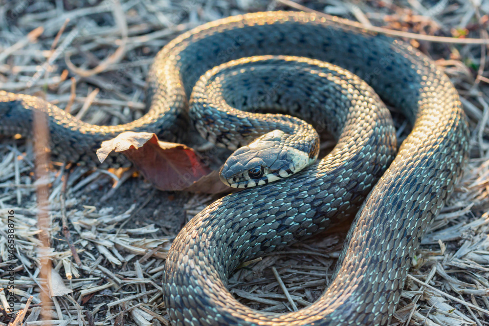 Fototapeta premium Baby snake (natrix tessellata) lies on yellow grass top view close up