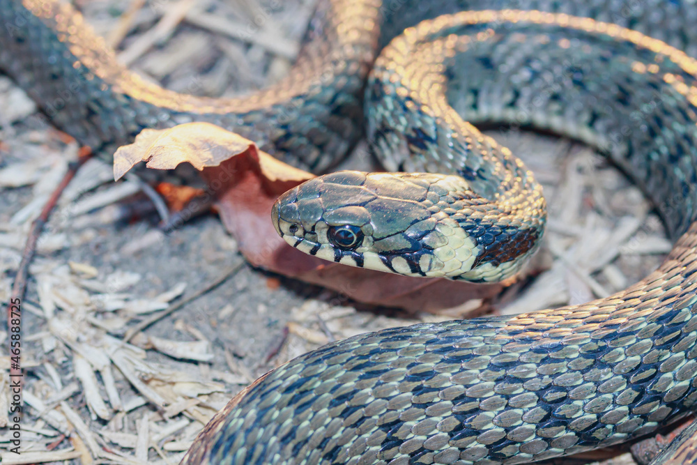 Obraz premium Baby snake (natrix tessellata) lies on yellow autumn grass top view close up