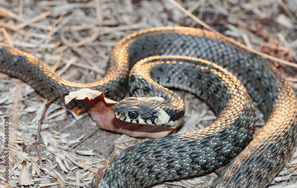 Fototapeta premium Baby snake (natrix tessellata) lies on yellow autumn grass top view