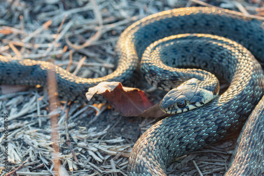 Obraz premium Baby snake (natrix tessellata) lies on the autumn grass top view