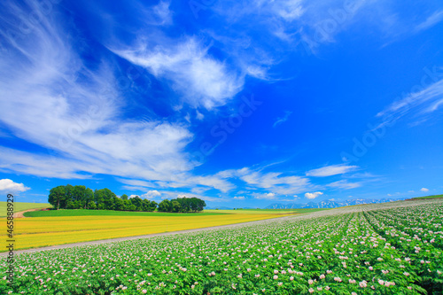 小麦畑と木立とジャガイモ畑と十勝連峰, 美瑛町,上川郡,北海道