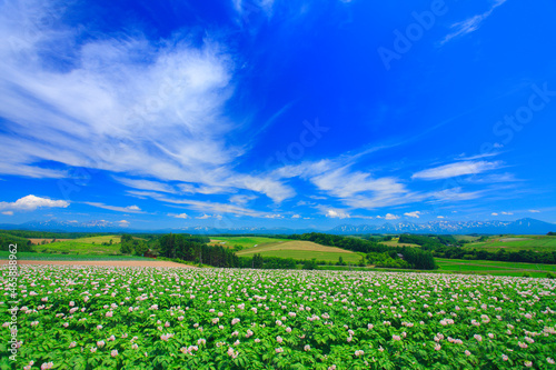 花咲くジャガイモ畑と十勝連峰と大雪山, 美瑛町,上川郡,北海道