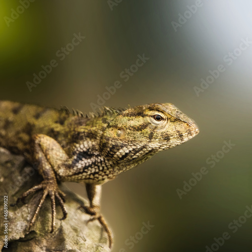 close up of a Garden lizard