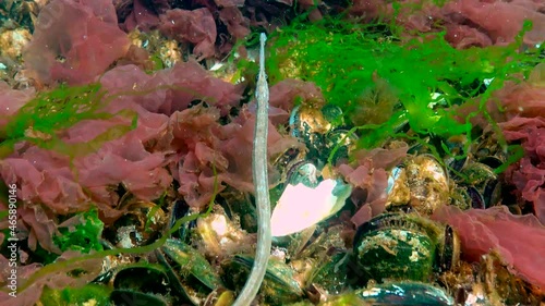 Black Sea, Broad-nosed pipefish (Syngnathus typhle) swims among sea red and green algae photo