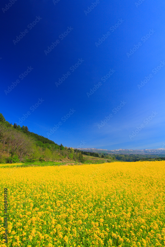 菜の花畑と鍋倉山遠望, 日本,長野県,下高井郡,野沢温泉村 菜の花畑と鍋倉山遠望, 日本,長野県,下高井郡,野沢温泉村