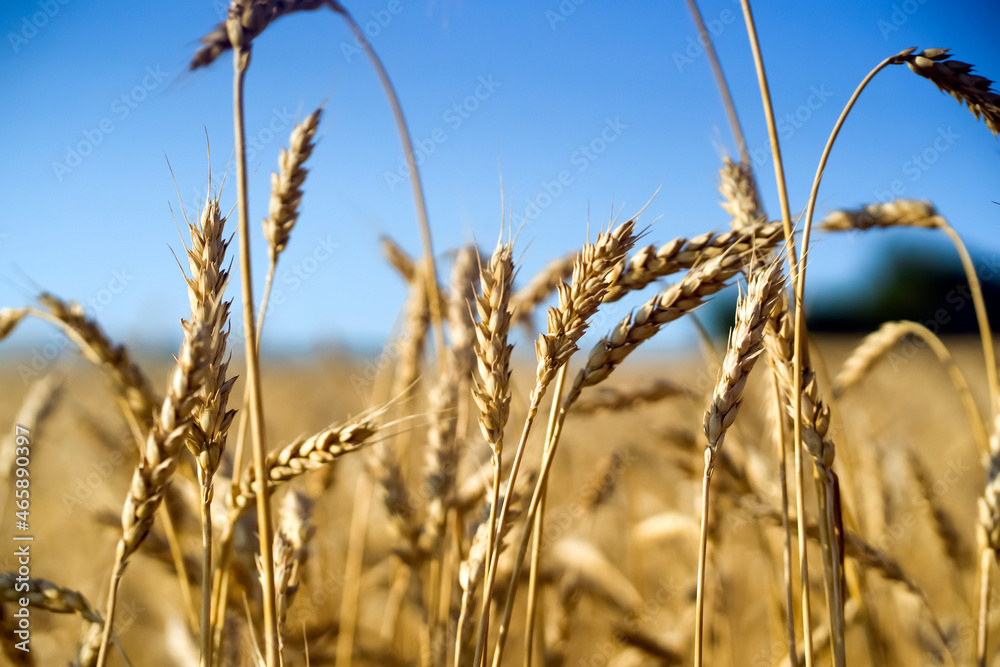 Obraz premium Stems of wheat with grain for flour production, wheat field.
