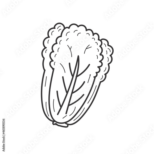 Lettuce vector illustration in doodle drawing style isolated on white background