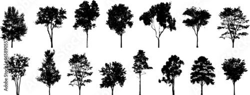 Photo collection of trees vector on white background