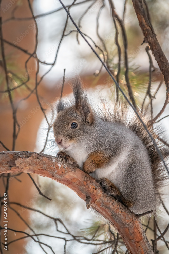 The squirrel sits on a branches in the winter or autumn The squirrel sits on a branches in the winter or autumn