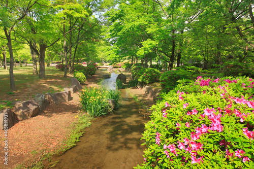 八幡原史跡公園のツツジと小川, 日本,長野県,長野市