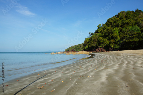 beach with trees
