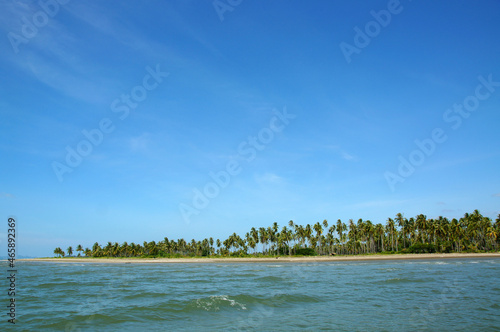 trees on the shore