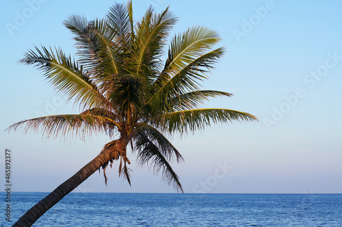 coconut tree on the beach