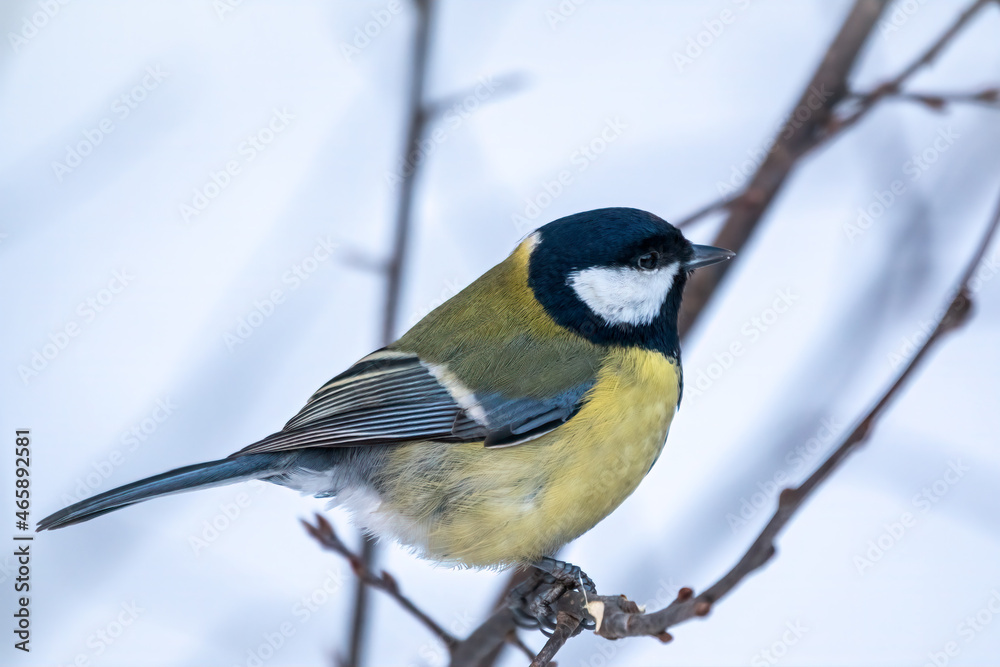 Obraz premium Cute bird Great tit, songbird sitting on a branch without leaves in the autumn or winter.