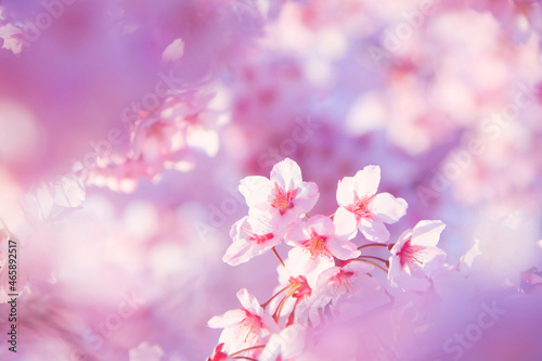 桜のアップ, 日本,長野県,上田市